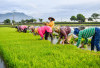 Program Cetak Sawah Baru Perlu Kajian dan Telaah