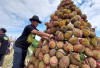 Jangan Sampai Ketinggalan : Festival Durian di Rejang Lebong Seminggu Lagi, Catat Tanggalnya!