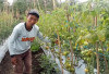Cuaca Sering Hujan, Hasil Panen Tomat Menurun